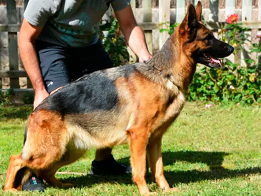 Antonella de Monte Yulex Criador de pastores alemanes en España